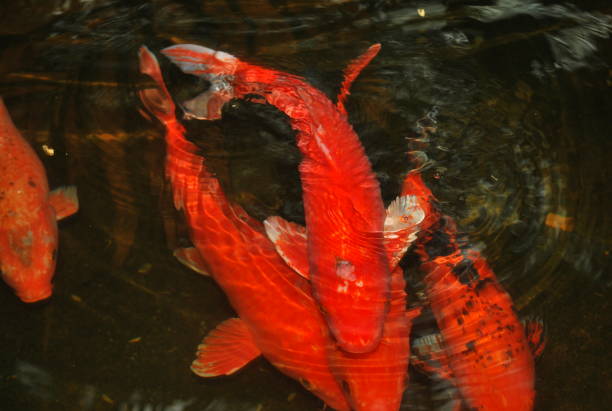 istock multi color carp Koi fish in pond 1019939630