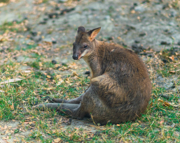 istock One red legged pademelon or Thylogale stigmatica 1019940160