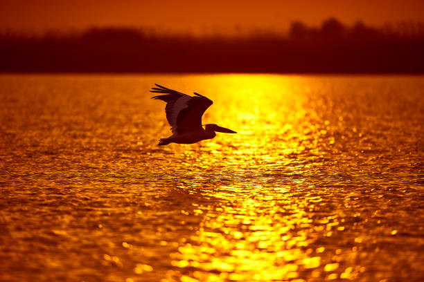 istock pelican flying in the sunset 1019944852