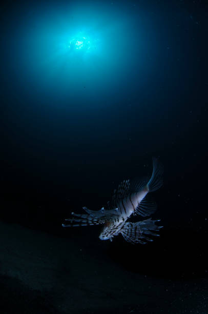 istock Lionfish Dancing under Sunlight in Blue Waters of Japan 1019951130
