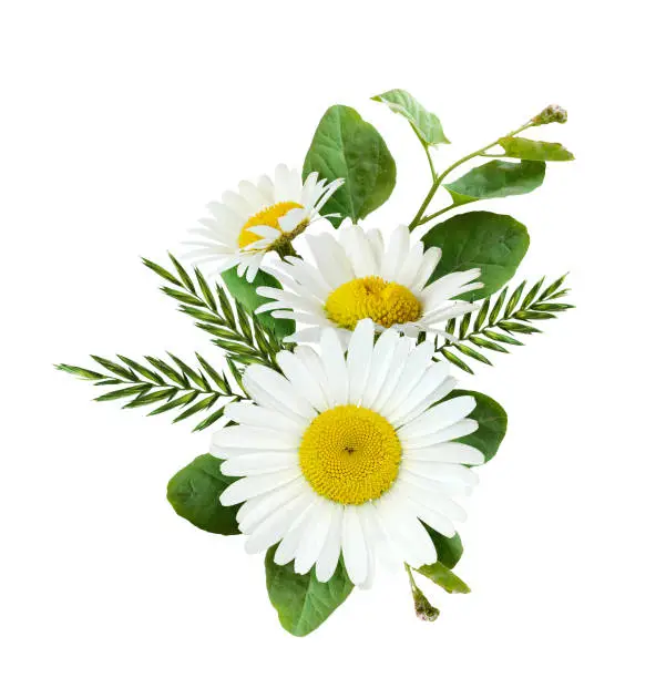 Daisy flowers and wild grass in a summer arrangement isolated on white