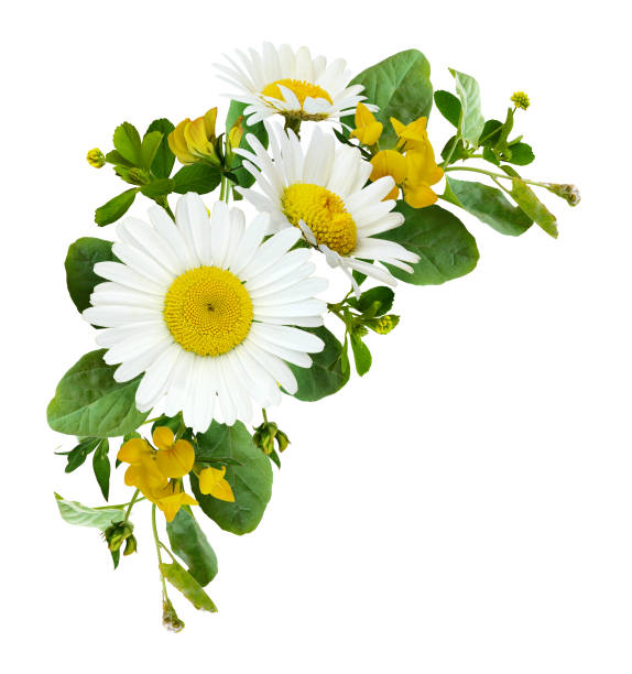 istock Daisy flowers and wild grass in a summer corner arrangement 1019955378