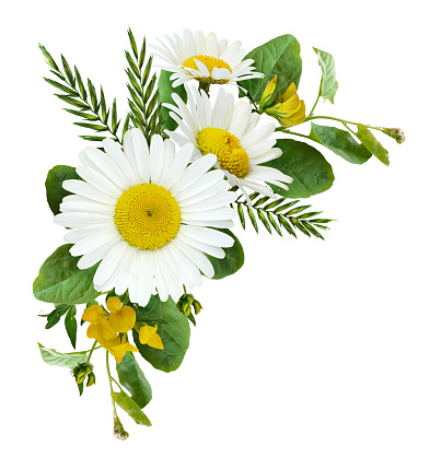 Daisy flowers and wild grass in a summer corner arrangement isolated on white background. Flat lay. Top view.