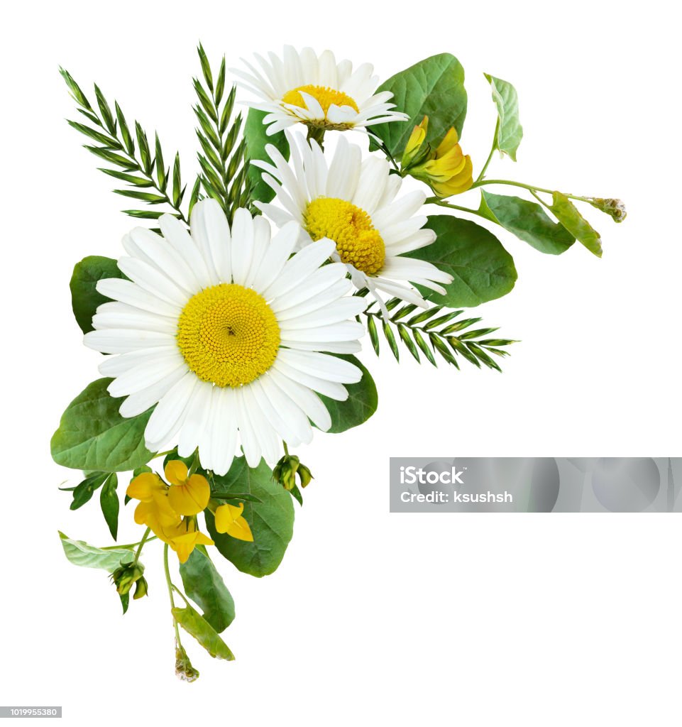 Hoa Cúc Và Cỏ Dại Trong Một Sự Sắp Xếp Góc Mùa Hè Hình ảnh Sẵn có ...