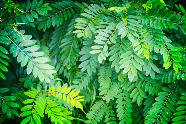 Abstract green leaf on blurred greenery background with copy space for your text using as background natural green plants landscape, ecology, fresh wallpaper concept