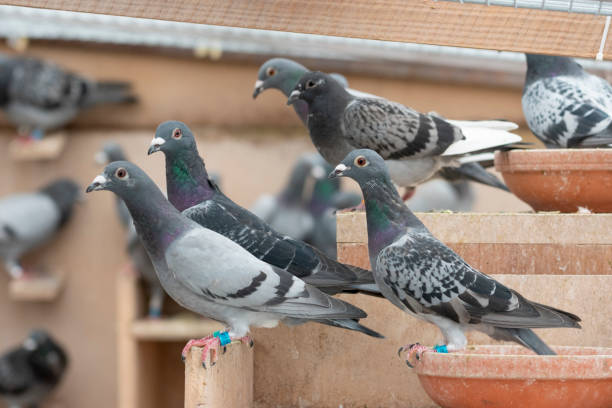 istock carrier pigeon dovecote 1019958410