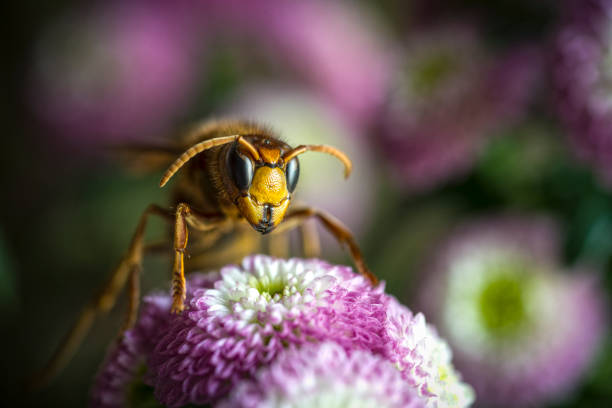 avispa asiática vespa velutina - avrupa eşek arısı stok fotoğraflar ve resimler