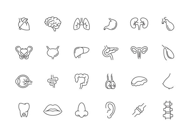 illustrations, cliparts, dessins animés et icônes de organes humains ligne icon set - coeur organe interne