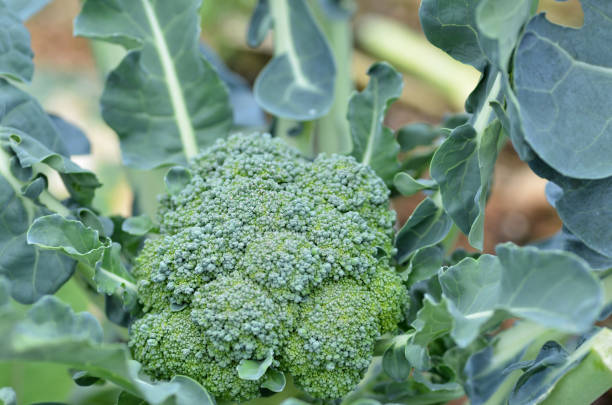 istock Raw broccoli in the farm 1019975140