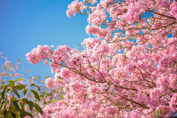 istock Tabebuia rosea is a Pink Flower neotropical tree and blue sky 1019982978