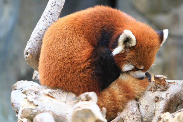 istock Close up image of a red panda at the zoo 1019983844