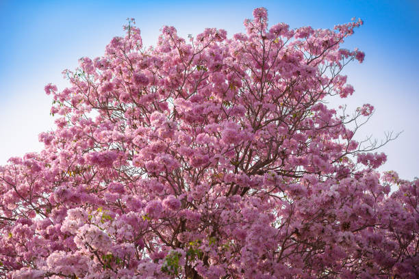 istock Tabebuia rosea is a Pink Flower neotropical tree 1019984500