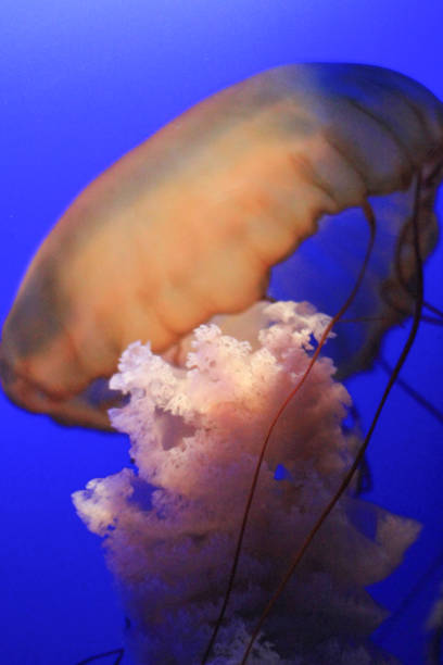 istock Jellyfishes floating around in front of a deep 1019986628
