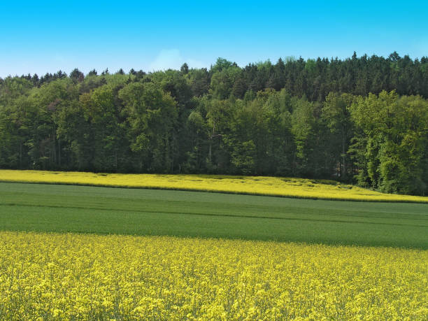 istock Colza field blooming with woods 1019988828