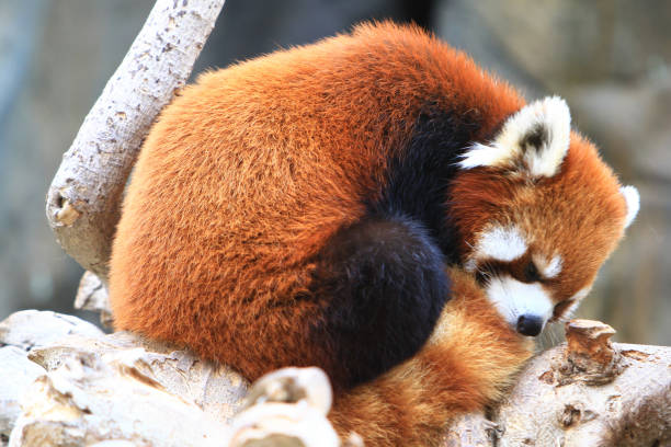 istock a red panada at the zoo of day time 1019989254