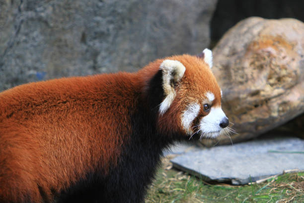 istock Close up image of a red panda at the zoo 1019989672