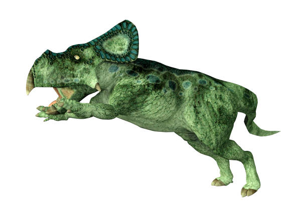 istock 3D illustration dinosaur Protoceratops on white 1019994986