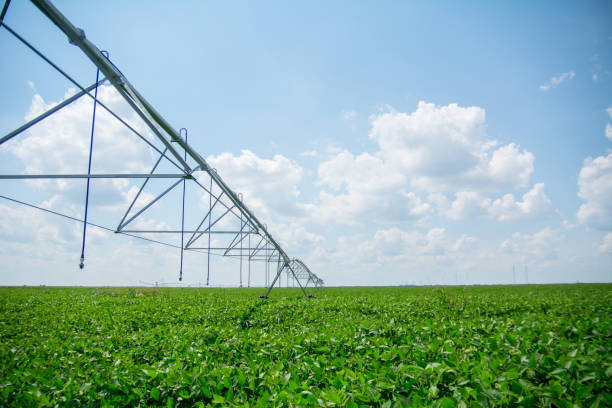 istock Soybean field at harvest time 1019995122