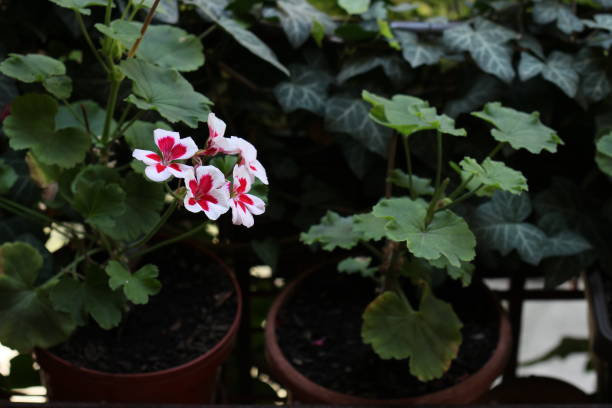 istock Small garden flowers 1019995620