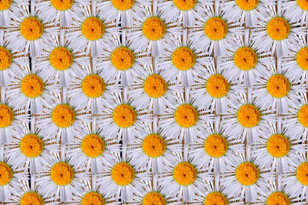 Daisy flower white color repeat all over background. Great for background texture.