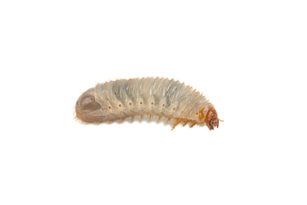 istock larva of the May bug on a white background 1019996332