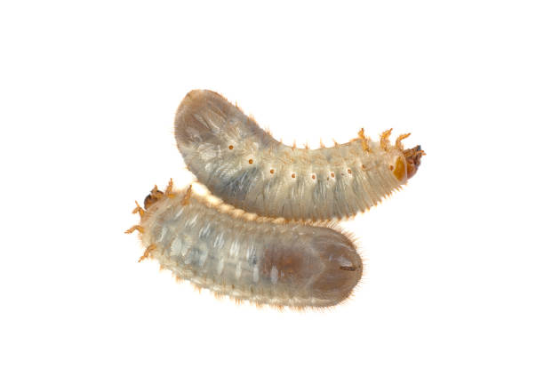 istock larva of the May bug on a white background 1019996346