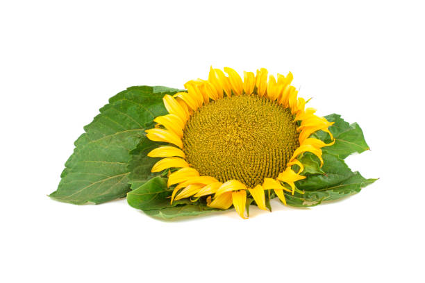 istock sunflower cut out on a white background 1019996468