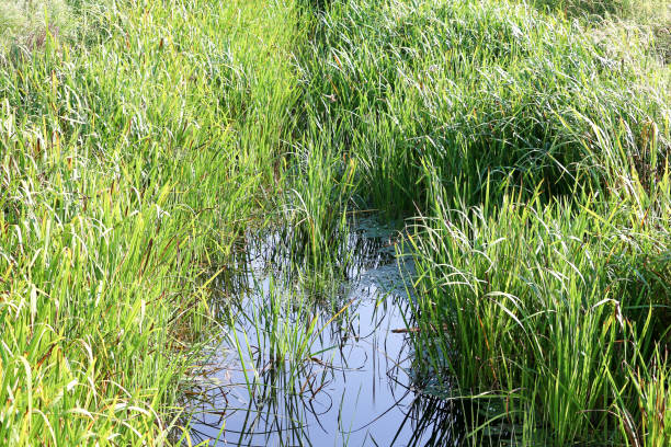 istock Small river or brook or lake with green water plants 1020001172