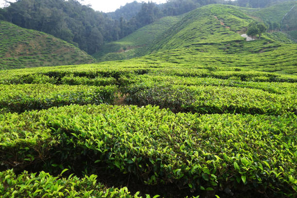 istock Tea plantation located in Cameron Highlands, Malaysia 1020001816