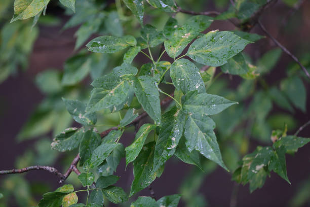 istock The leaves of the tree after the rain 1020002180
