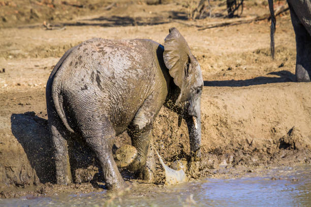 istock African bush elephant in Kruger National park, South Africa 1020002402