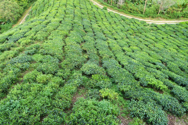 istock Tea plantation located in Cameron Highlands, Malaysia 1020002554