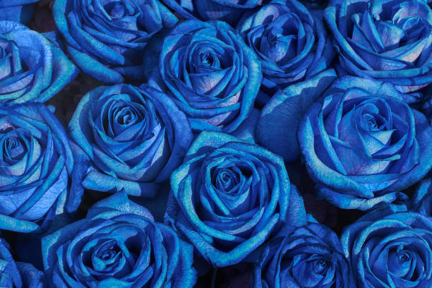 istock Flowers background. Blue roses bouquet, top view. 1020004160