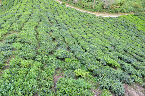 istock Tea plantation located in Cameron Highlands, Malaysia 1020004764