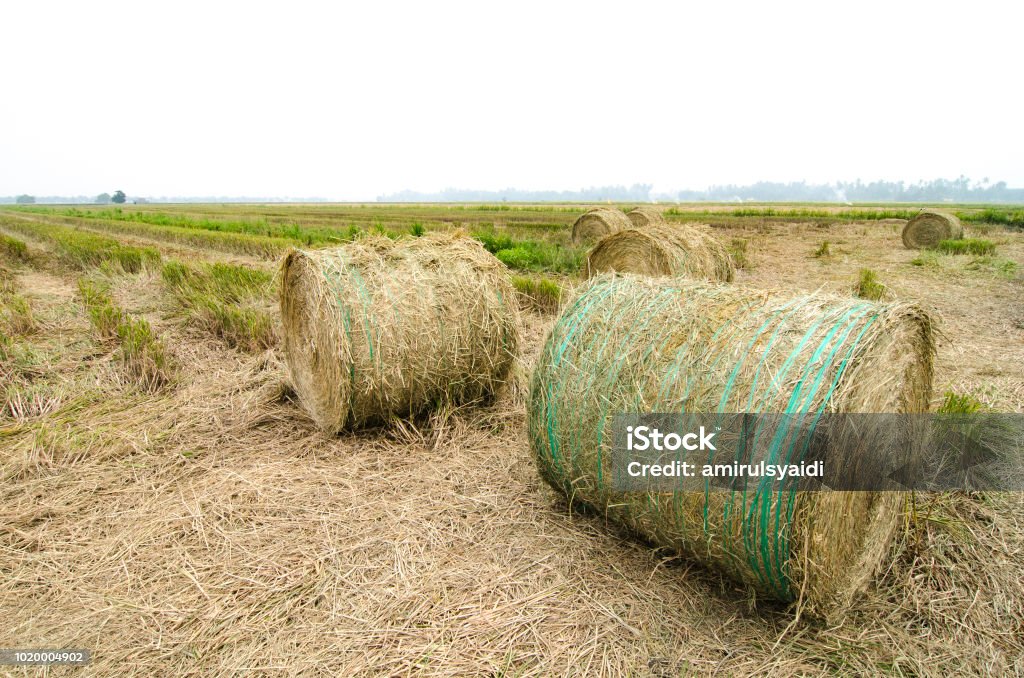 Haystack Paddy Paddy Fields Scenery With Haystacks Over White Sky Background Stock ...