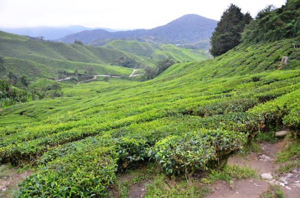 istock Tea plantation located in Cameron Highlands, Malaysia 1020005578