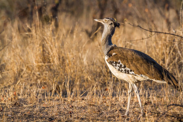 アフリカオオノガン クルーガー国立公園、南アフリカ共和国 - limpopo province ストックフォトと画像