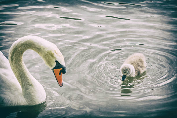 madre blanca cisne nadar con su filtro analógico, joven - 11206 fotografías e imágenes de stock