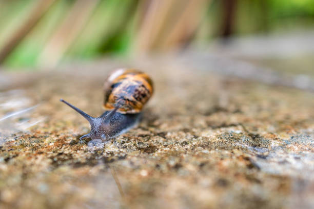 Common garden snail in a wet garden