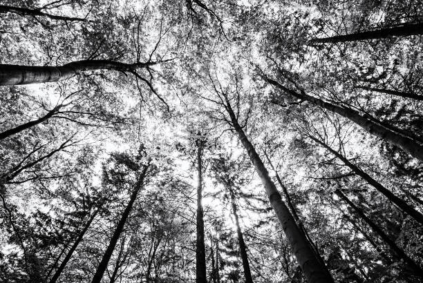 istock View of tree crowns in spring forest, colorless 1020011280