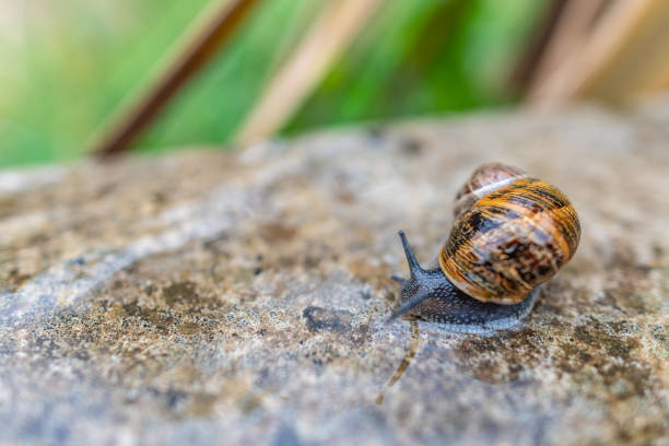 Common garden snail in a wet garden