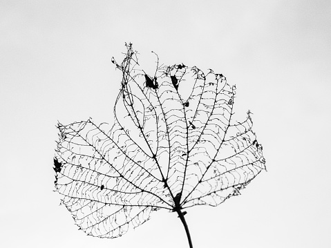 Silhouette Structure of Decomposing Leaf, White Sky Background