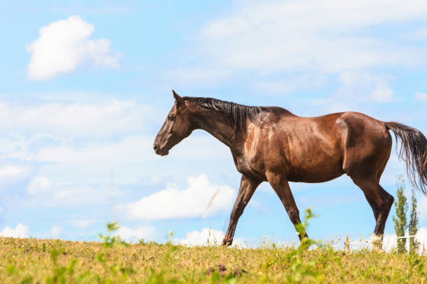 istock Majestic graceful brown horse in meadow. 1020020720