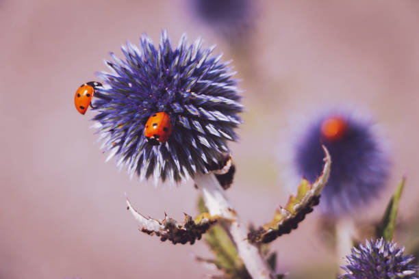 Two ladybugs on a Globe Thistle (Taplow Blue) flower. Echinops ritro 'Taplow Blue'. Cool tint for a social network.