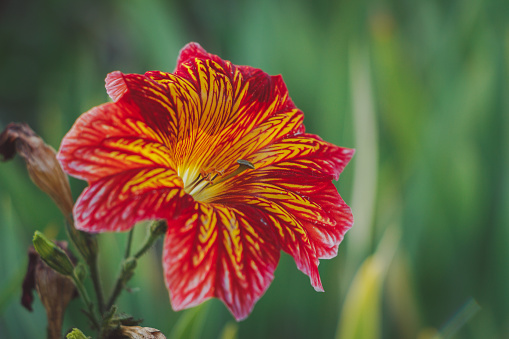 Salpiglossis sinuata flower in nature. Pink flowers, similar to lilies, with an unusual textured beautiful pattern. Floral background for wallpaper. Cool tint for a social network.