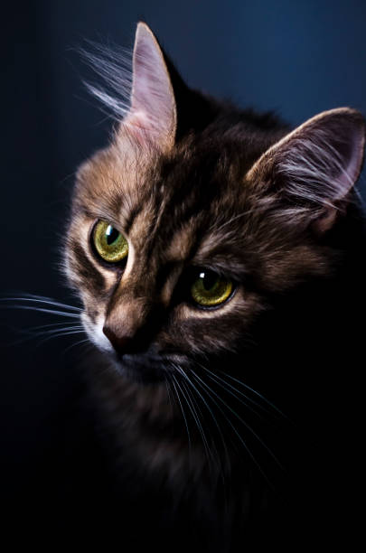 istock artistic portrait of a cat 1020032092