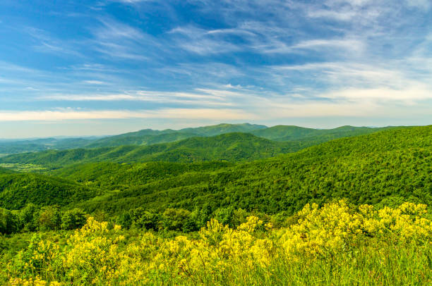 Wildflowers Grow Along the Blue Ridge Mountains in Shenandoah National Park Yellow wildflowers grow along the Blue Ridge Mountains in Shenandoah National Park of Virginia. skyline drive virginia photos stock pictures, royalty-free photos & images