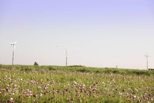 paysage avec des collines de fleur et un ciel clair - food and drink steak meat food photos et images de collection