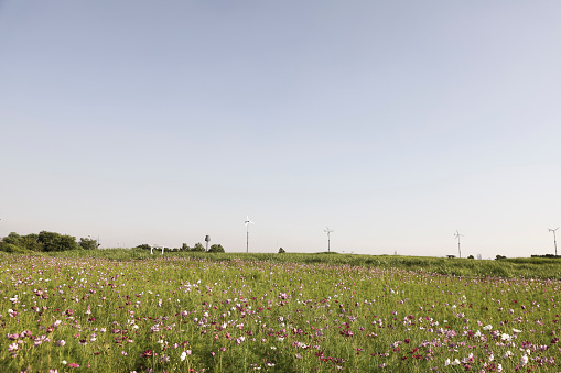 Landscape with flower hills and a clear sky