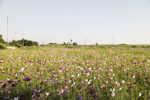 Landscape with flower hills and a clear sky